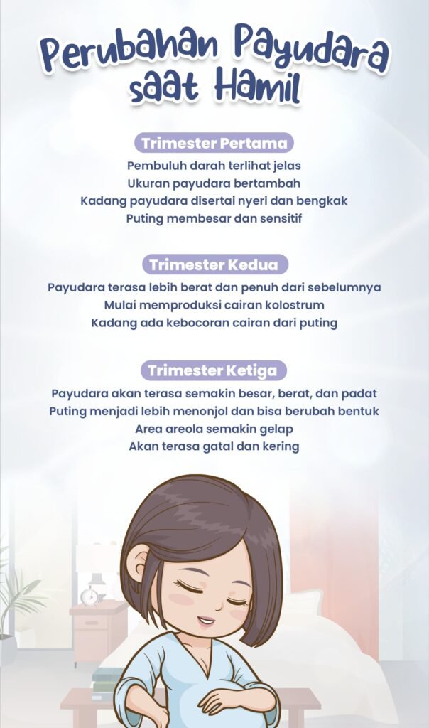 Perubahan Payudara di Setiap Trimester