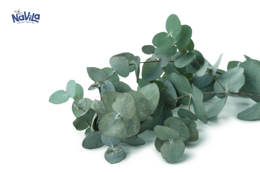 Perbedaan cajuput dan eucalyptus: Eucalyptus Leaves