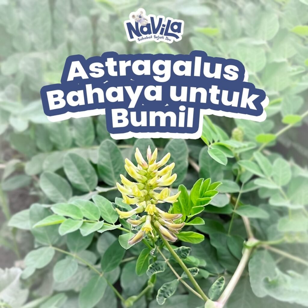 Sisi Berbahaya Astragalus untuk Ibu Hamil yang Jarang Diketahui