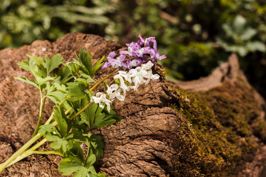 Astragalus Bunga