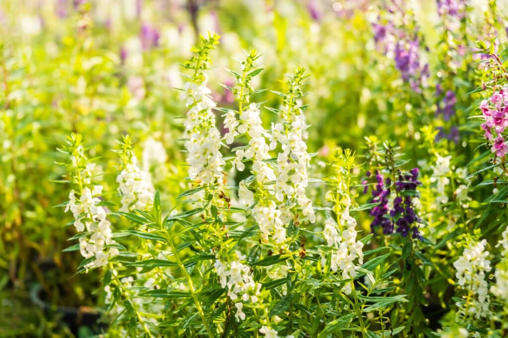 Apa Itu Astragalus?