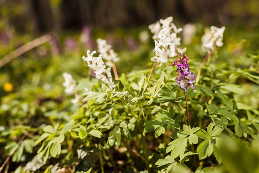 Tanaman Astragalus