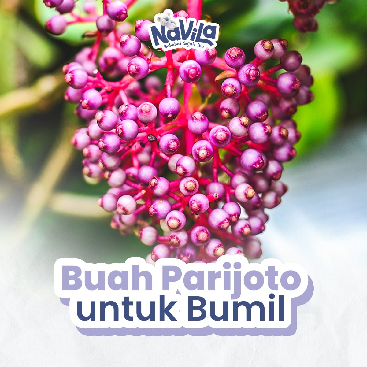 Manfaat dan Cara Mengonsumsi Buah Parijoto untuk Promil Alami, Tradisi Bertemu Sains