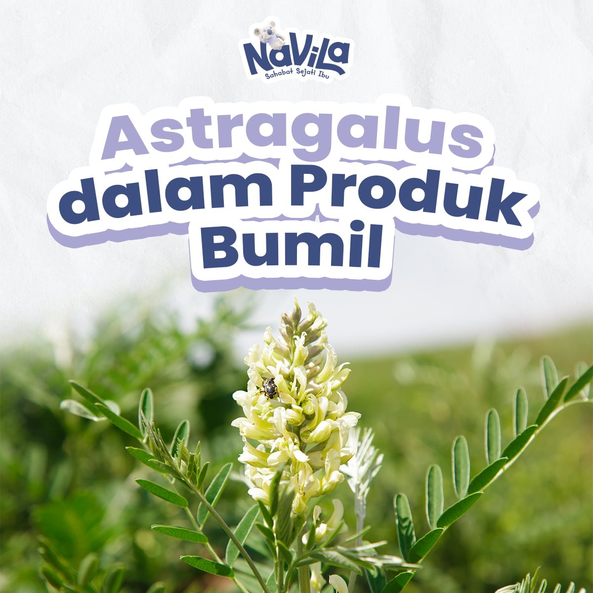 Mengapa Astragalus Tidak Boleh Digunakan dalam Produk Bumil Cek Faktanya