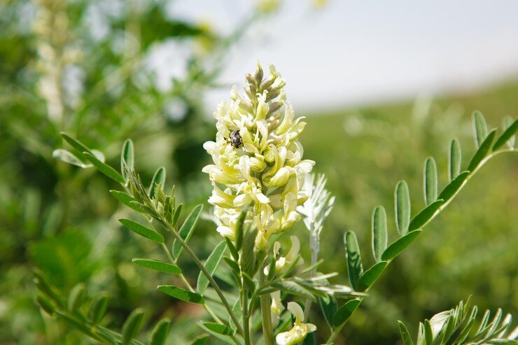Astragalus Flower