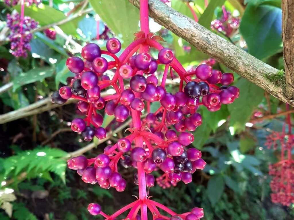 Mengenal Buah Parijoto dan Mengapa Dianggap Sakral untuk Promil